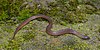 Rough Earthsnake (Haldea striatula), Harris County, Texas