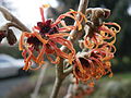 Hamamelis 'Jelena' close-up