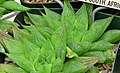 Haworthia turgida var. longibracteata