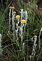 Helichrysum auronitens