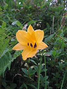 Hemerocallis esculenta in Nakazaki Ridge.JPG