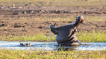 Hipopótamos (Hippopotamus amphibius) no parque nacional do Chobe, Botsuana. O hipopótamo é um grande, essencialmente herbívoro, mamífero semiaquático e ungulado nativo da África subsariana. É uma das duas únicas espécies existentes na família Hippopotamidae, sendo o outro o hipopótamo-pigmeu. O nome vem do grego antigo para “cavalo de rio”. Depois do elefante e do rinoceronte, o hipopótamo é o terceiro maior mamífero terrestre e é o artiodáctilo terrestre mais pesado existente. Apesar de sua semelhança física com porcos e outros ungulados terrestres, os parentes vivos mais próximos dos Hippopotamidae são os cetáceos (baleias, golfinhos, botos, etc.), dos quais divergiram cerca de 55 milhões de anos atrás. Os hipopótamos são reconhecíveis por seus torsos em forma de barril, bocas abertas revelando grandes caninos, corpos quase sem pelos, pernas colunares e porte grande: os adultos pesam em média 1 500 kg, para os machos e 1 300 kg para as fêmeas. Apesar de sua forma atarracada e pernas curtas, consegue correr 30 km/h em curtas distâncias. (definição 5 246 × 2 951)