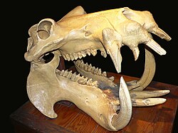 A hippo's skull, showing the large canine teeth used for fighting