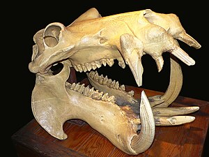 A hippo's skull, showing the large canine teet...