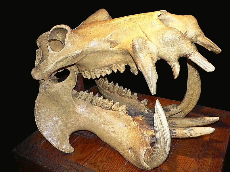 File:Hippo skull dark.jpg