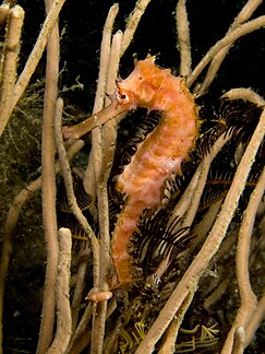 ม้าน้ำหนามขอ (Hippocampus hystrix)