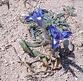 Mittagsschwertlilie,Schwertlilie (Iris sisyrinchium)