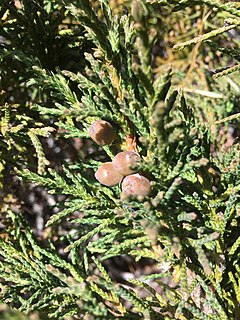 Description de l'image Juniperus indica 58776887.jpg.