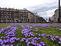 Krokusy wosenne uprawne na Placu Centralnym, 2018