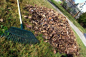 English: A leaf rake and a pile of leaves in a...