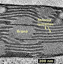 image microscopique en noir et blanc montrant un empilement de sacs que sont les thylakoïdes qui forment ainsi les grana, avec des thylakoïdes appelés thylakoïdes stromatiques qui font la connexion entre les grana.