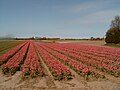 Lisse, le champ avec des tulipes