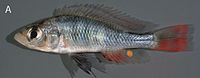 Haplochromis argens