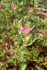 Miniatura per Malva aegyptia