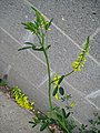 Melilotus officinalis