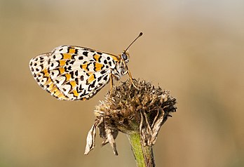 Une mélitée du bouillon-blanc de la sous-espèce Melitaea trivia fascelis. (définition réelle 2 250 × 1 540)