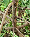 Low branching habit of Melochia villosissima.  Dededo, Guam.