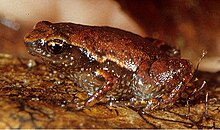 frog with bronze upperparts, brown underparts, and red eye