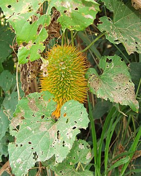 Momordica foetida