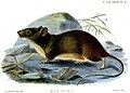 Manipur bush rat