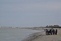 Phoques, Le Hourdel, Cayeux-sur-Mer (25 février 2017)