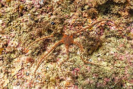 Un ophioderma longicaudum dans le parc naturel de l'Arrábida. Juillet 2020.