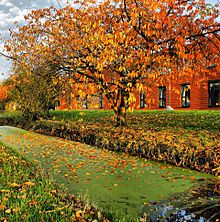 Eutrophication in a canal. Orange like Autumn.jpg