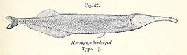 Oxymormyrus boulengeri