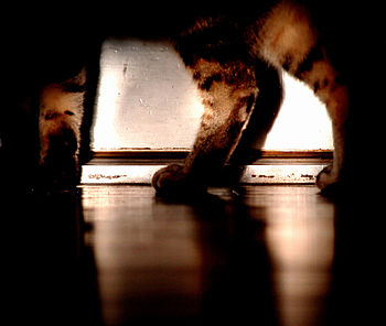 A cat pacing in the darkened hallway. Always l...