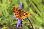 Boloria euphrosyne – Männchen