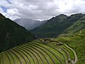 Terasasta kmetijska zemljišča v Peruju, ki so jih prevzeli Inki.