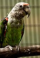 Papoušek kapský
