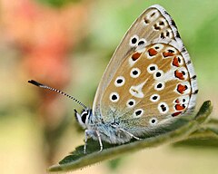 Polyommatus bellargus-01.jpg