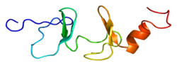 Белок FHL2 PDB 1x4k.png