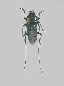 Pseudomeges varioti