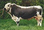 photo couleur d'un taureau à flancs noirs, tête, ligne dorsale et ventre blancs. La délimitation entre blanc et noir est mouchetée.