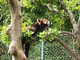 鯖江市西山動物園