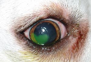 Refractory corneal ulcer in a Boxer. The green...