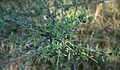 Rhamnus erythroxyloides