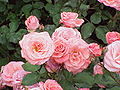Rosa sp.193.jpg