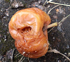 English: A rotten apple. Suomi: Mätä omena.