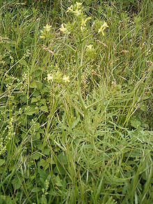 Sisymbrium altissimum