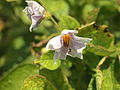 Solanum tuberosum Linzer Speise (04) .jpg