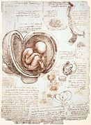 Լեոնարդո դա Վինչի, «Պտղի ուսումնասիրությունն արգանդում», 1511
