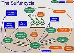 Sulfur cycle