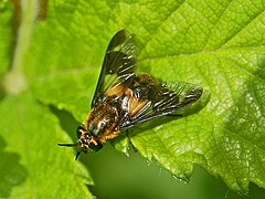 Klægen Chrysops caecutiens