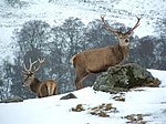 The Deer Park, Glengoulandie - geograph.org.uk - 136680.jpg