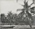 Palmenwald an der Küste zwischen Accra und dem Volta (1890s ?)