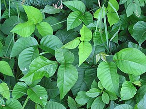 Poison ivy produces urushiol to protect the pl...