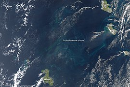 Efflorescence massive (« bloom ») de Trichodesmium entre le Vanuatu et la Nouvelle-Calédonie